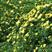 黄刺梅种子当年新种子包发芽耐寒力强绿化花卉