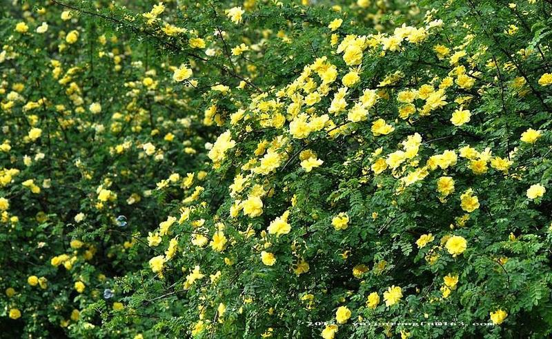 黄刺梅种子当年新种子包发芽耐寒力强绿化花卉