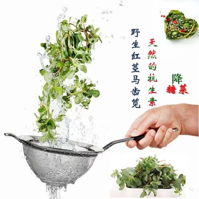 马齿苋