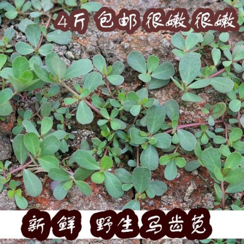 马齿苋