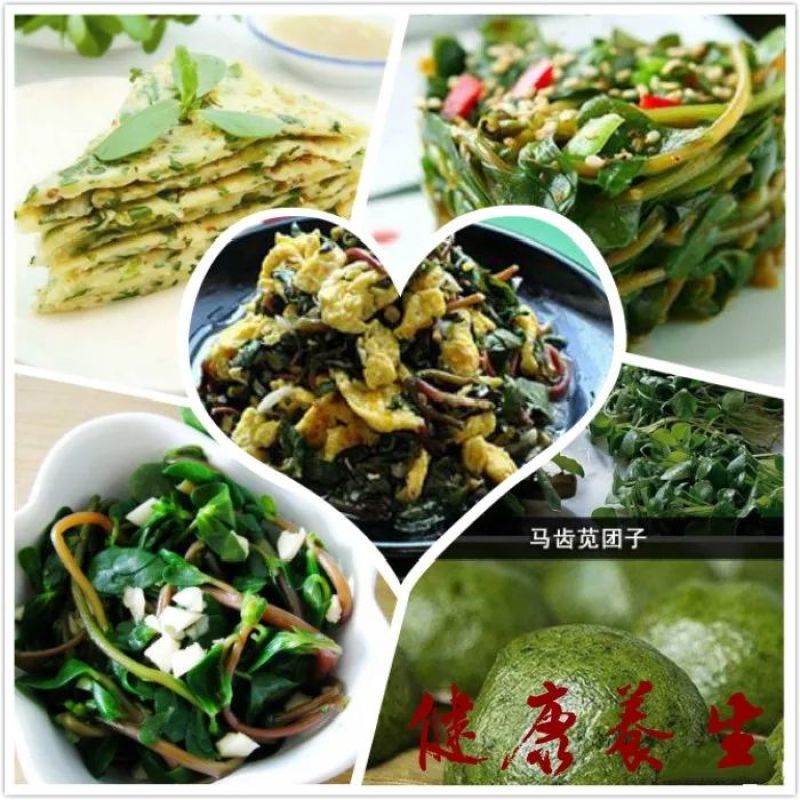 马齿苋