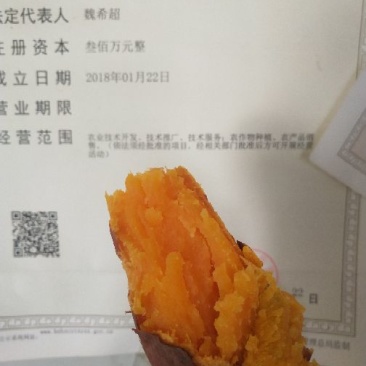 沙土地烟薯25