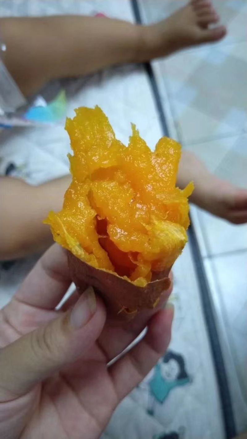 沙土地烟薯25