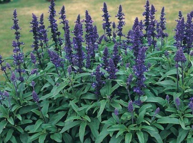 鼠尾草种子花卉种子发芽快芽率高实力打造花海景观