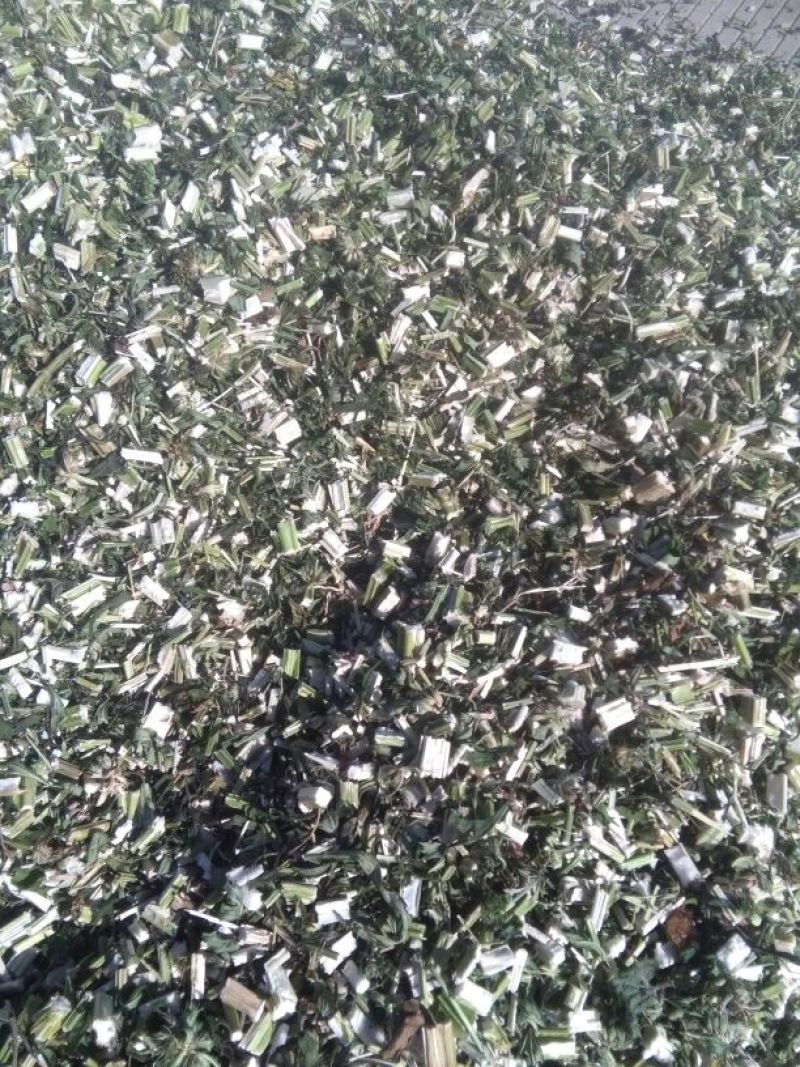 益母草