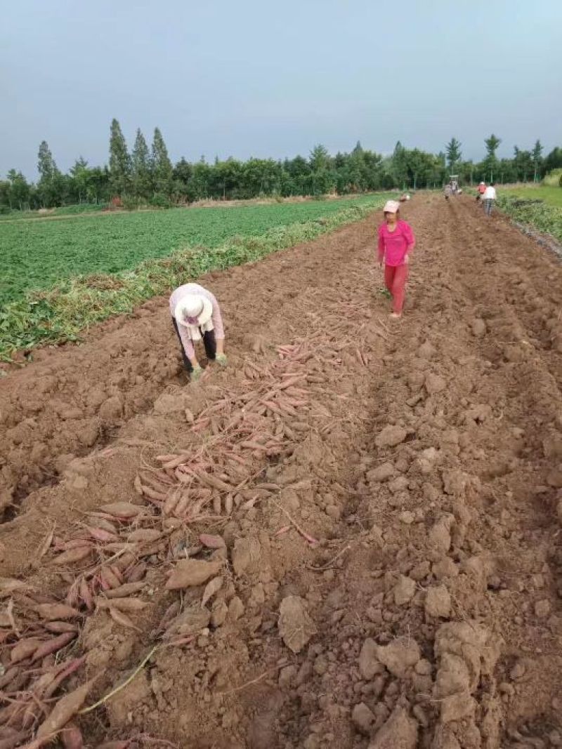 陕西沙地板栗薯9斤15-30个包邮26元，可开增值税发票
