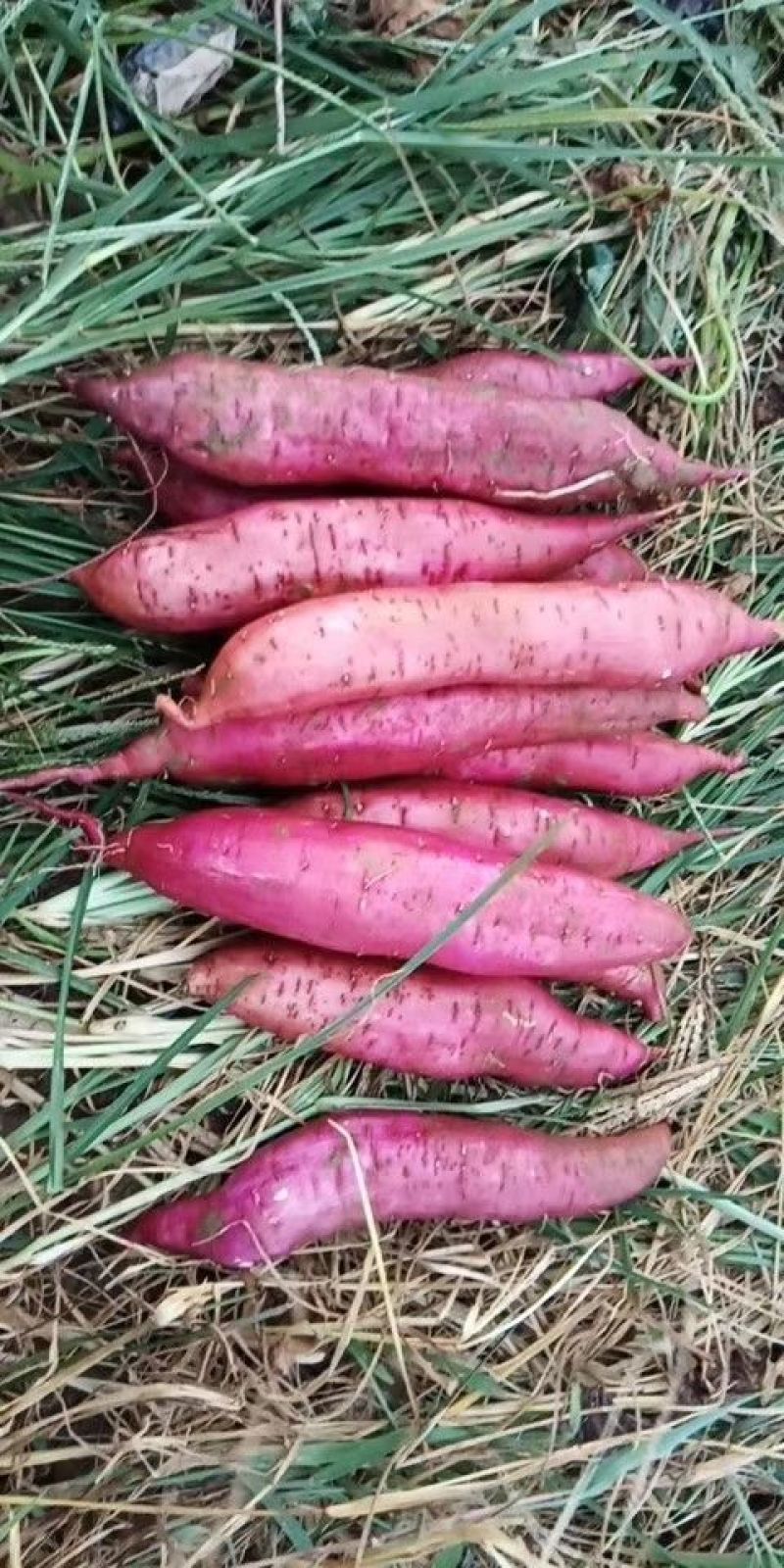 陕西沙地板栗薯9斤15-30个包邮26元，可开增值税发票