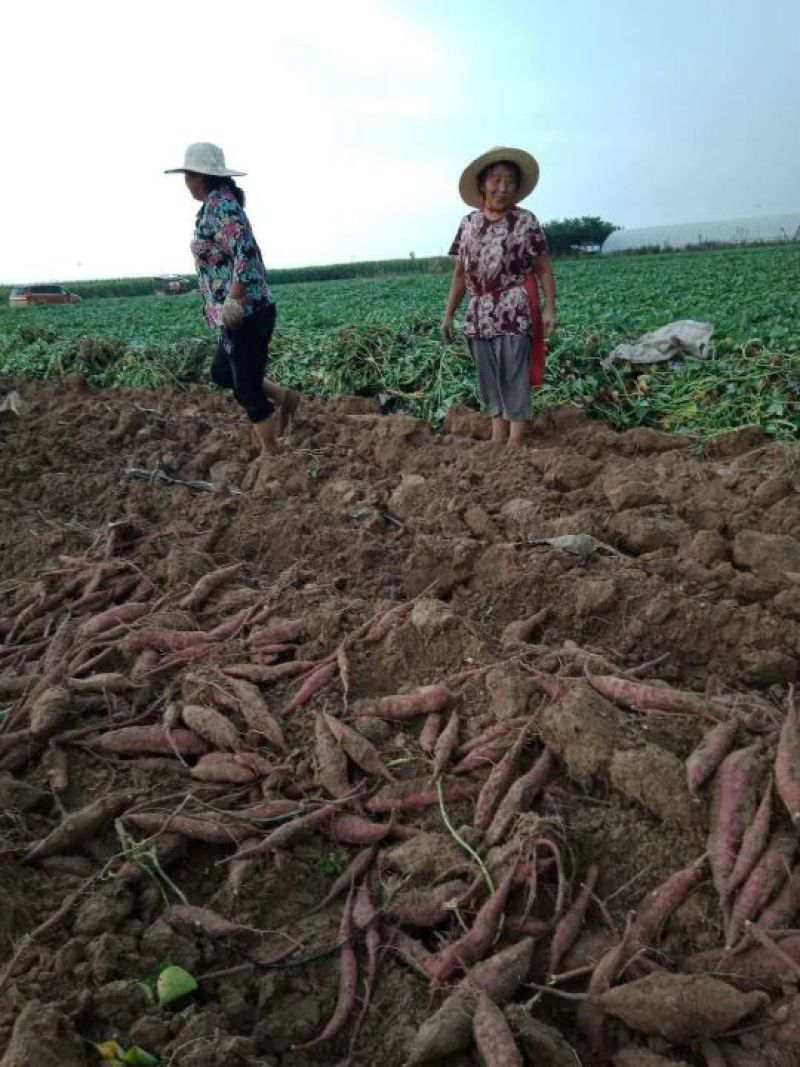 陕西沙地板栗薯9斤15-30个包邮26元，可开增值税发票