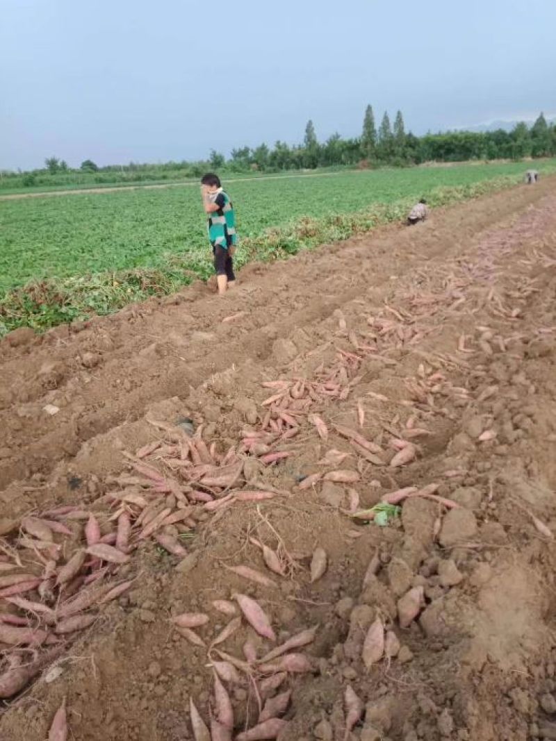 陕西沙地板栗薯9斤15-30个包邮26元，可开增值税发票