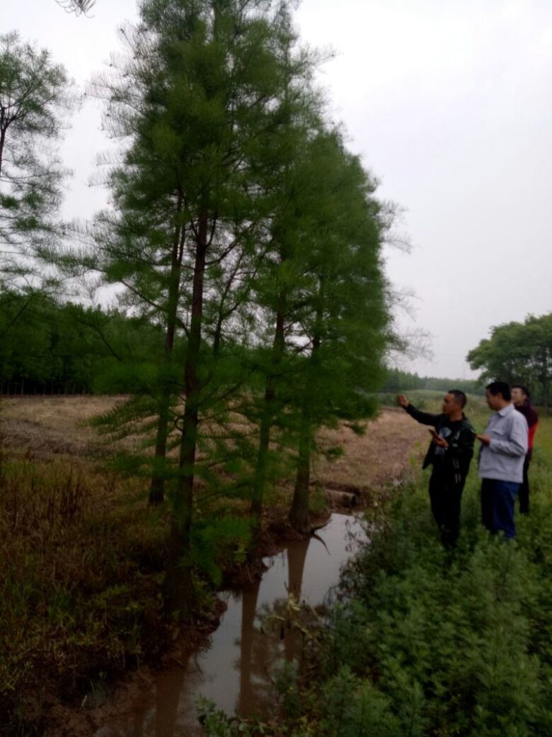 池杉，土质纯黑土，分枝点统一，幅冠茂盛，各种规格苗都有。