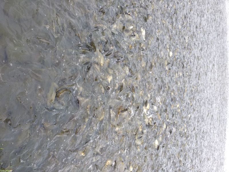 鲫鱼