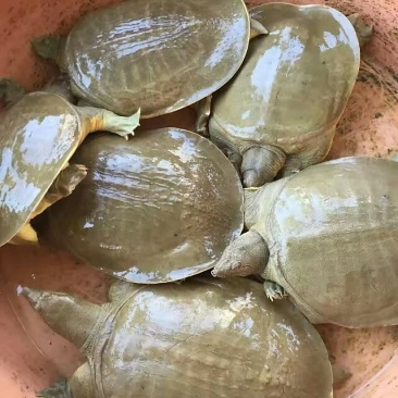 生态活体甲鱼