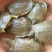 生态活体甲鱼