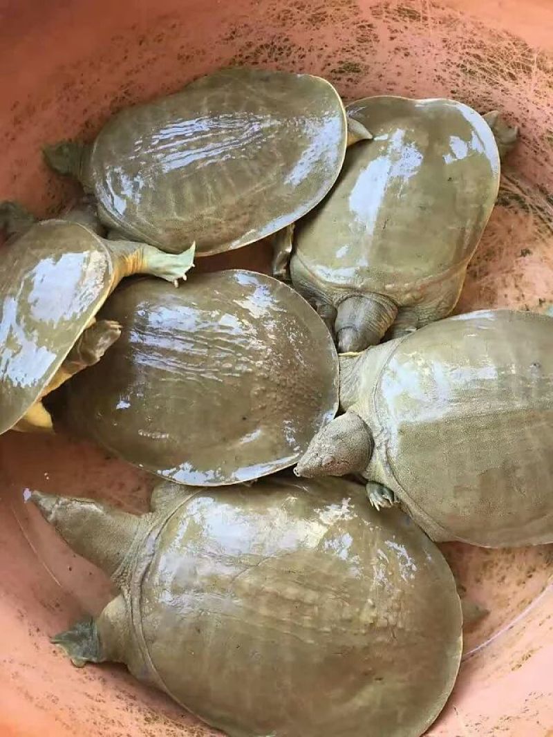 生态活体甲鱼