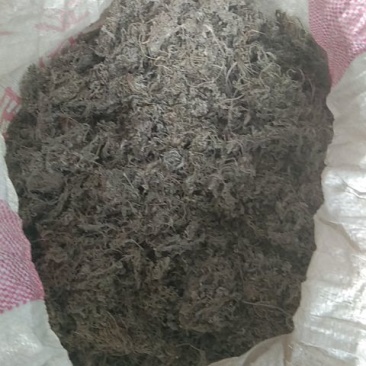 茵陈