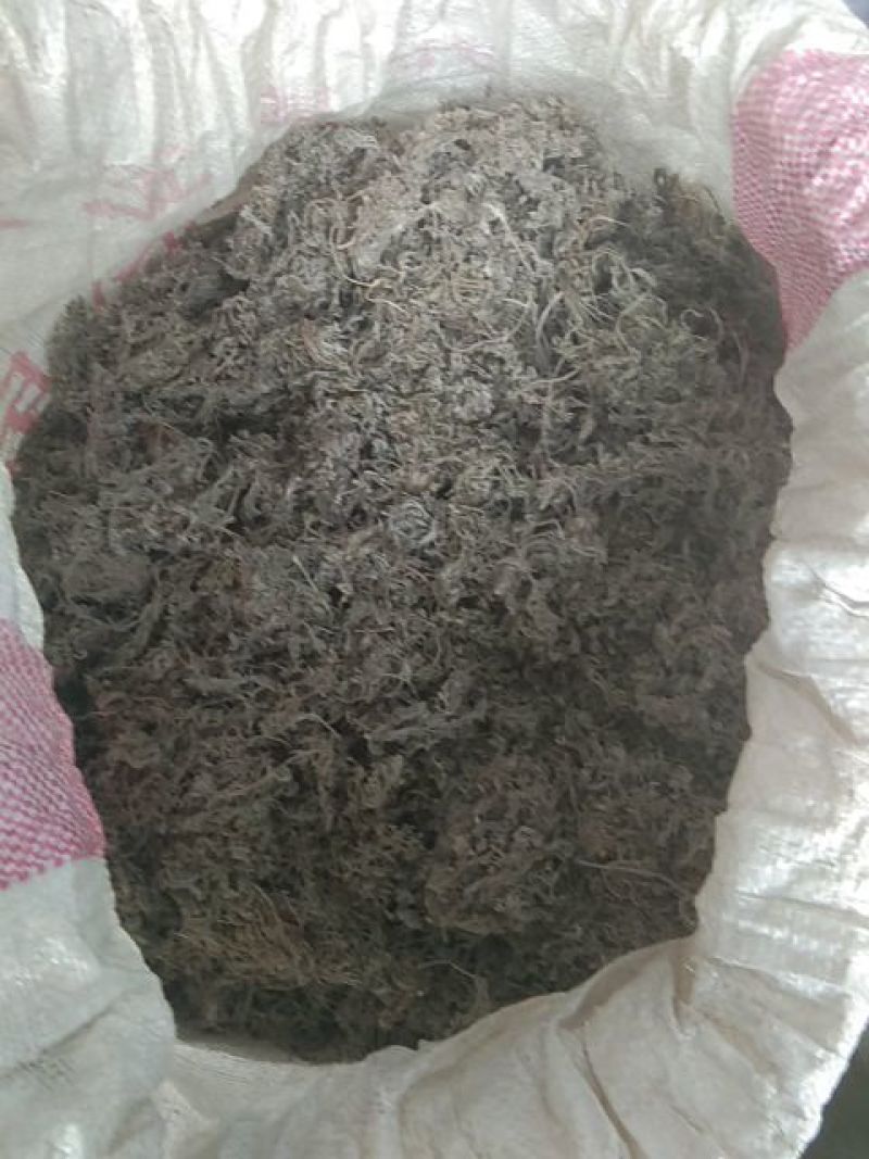 茵陈