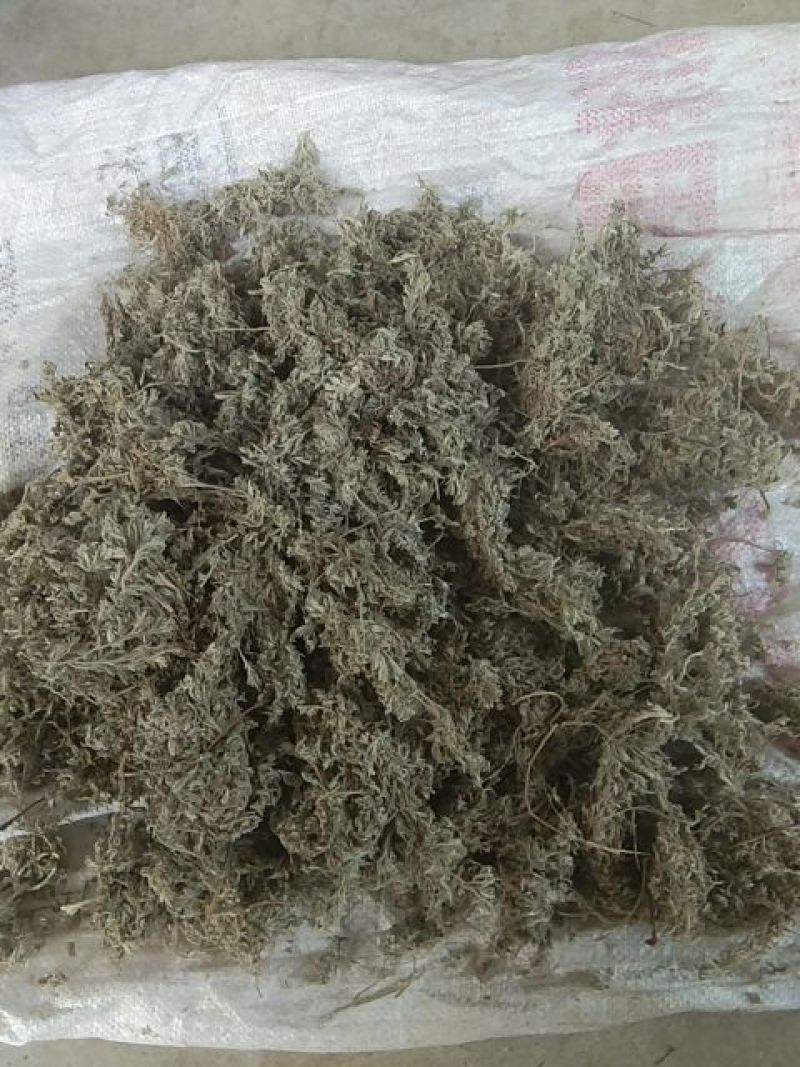 茵陈
