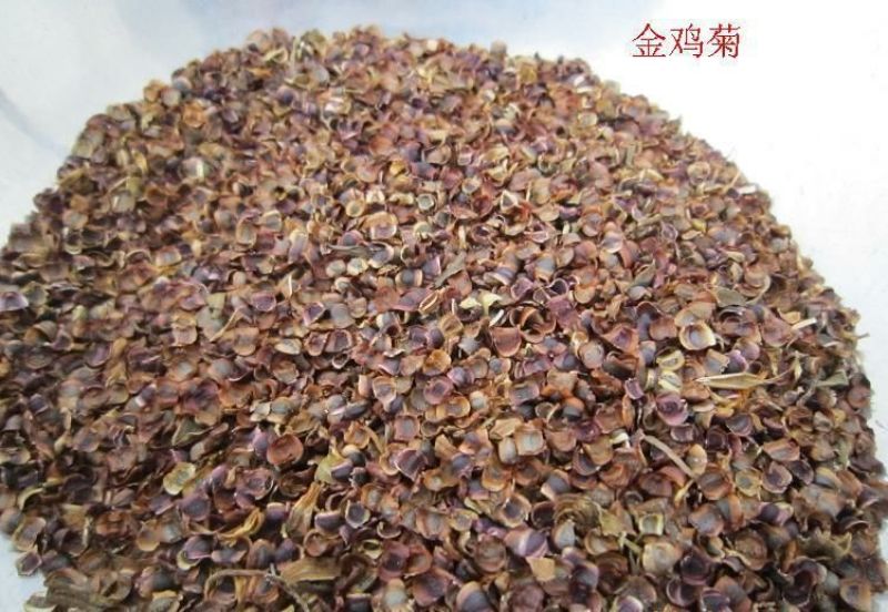 金鸡菊种子花卉种子花期长发芽快8-10斤/亩