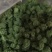 三七花，三年大花