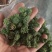 三七花，三年大花