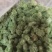 三七花，三年大花