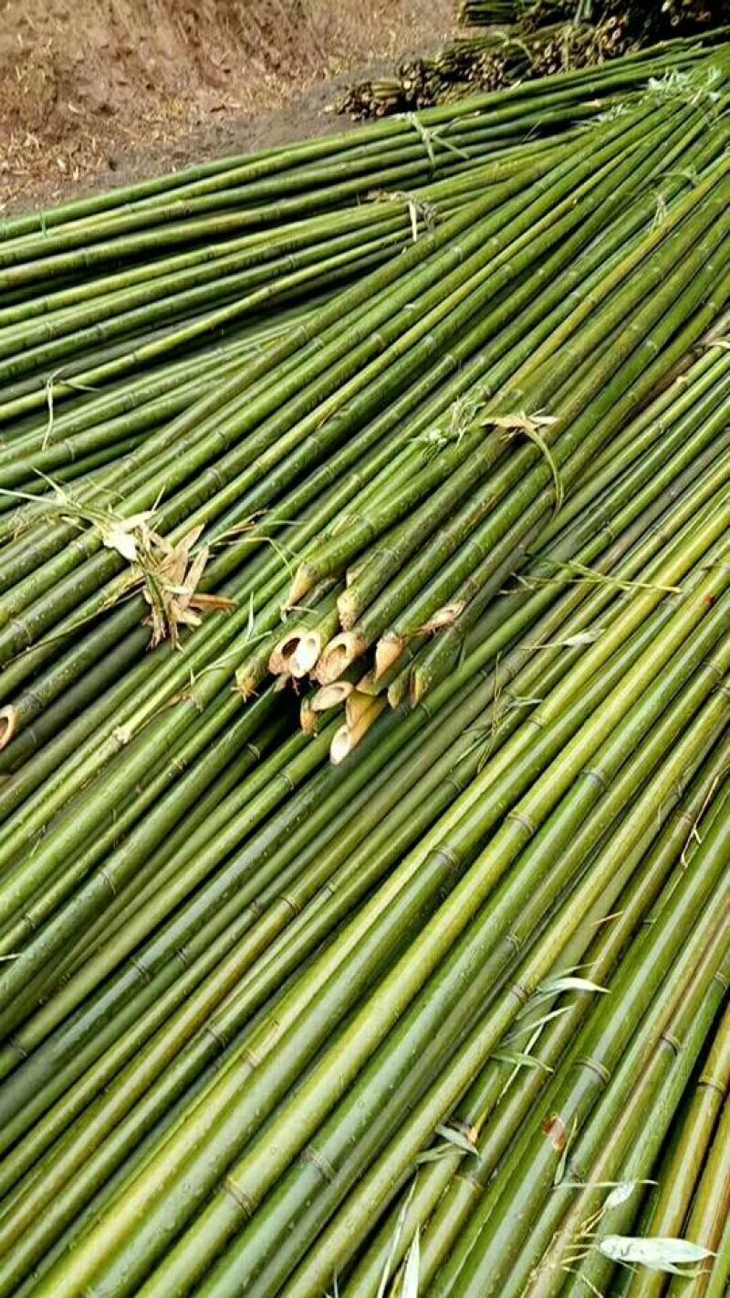 【帮农竹业】大棚竹杆，果撑，用于脚蔬菜大棚等
