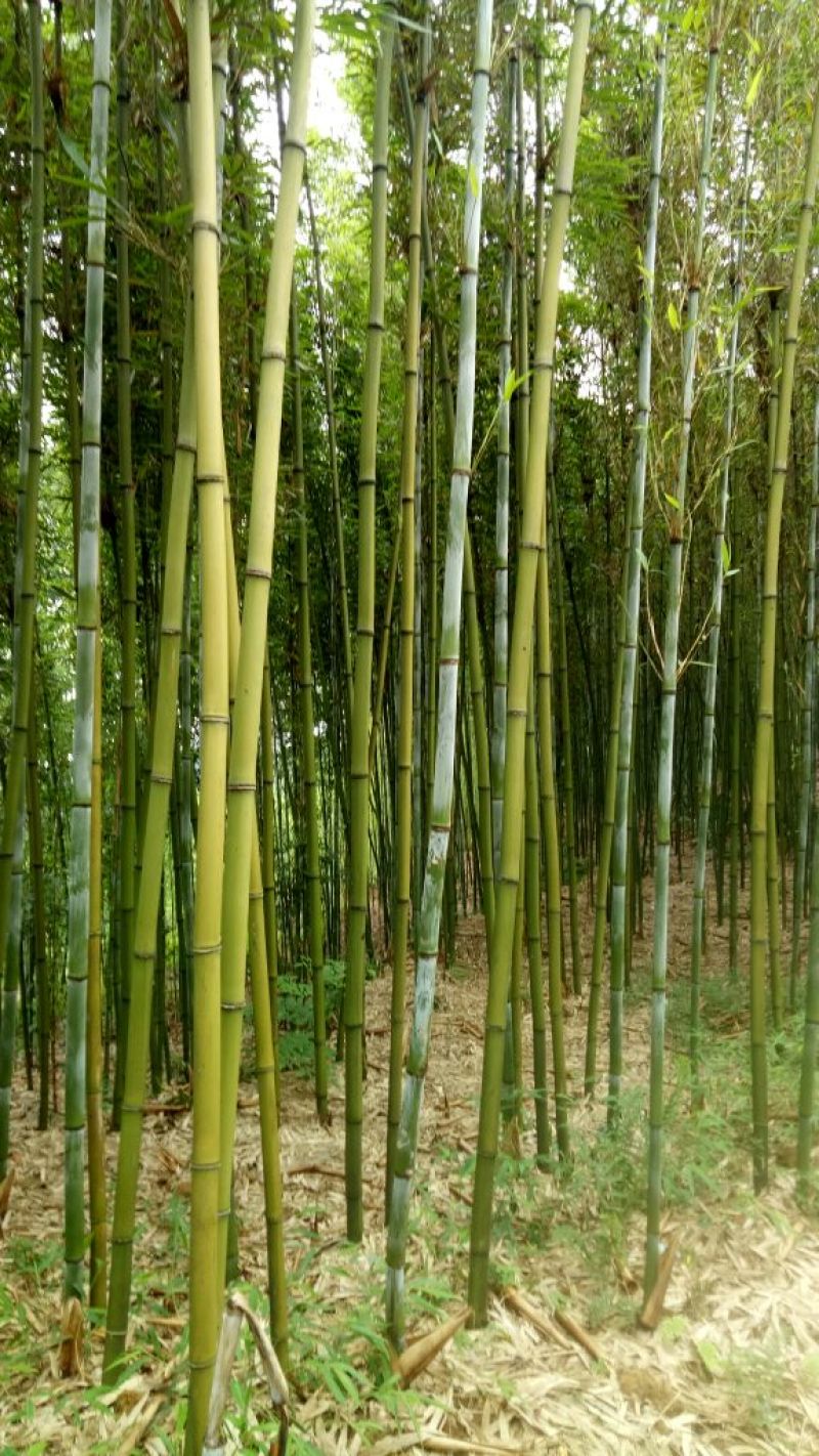 【帮农竹业】大棚竹杆，果撑，用于脚蔬菜大棚等