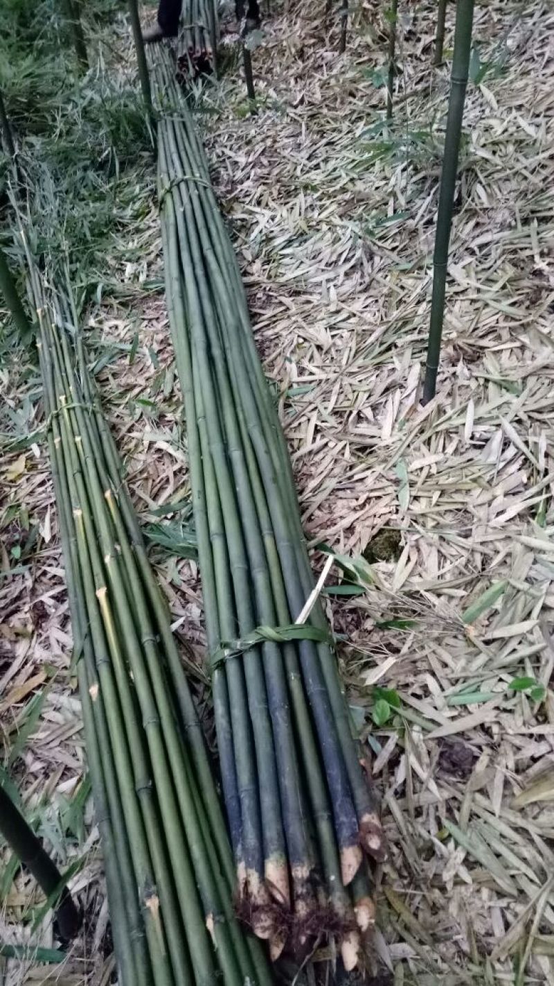 【帮农竹业】大棚竹杆，果撑，用于脚蔬菜大棚等