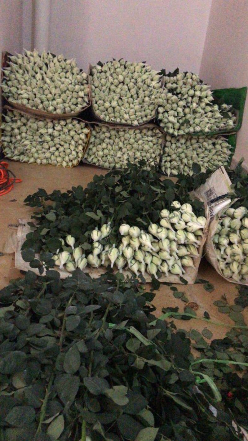 玫瑰花，云南基地斗南花市直发，鲜切花，各种草花