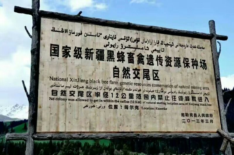新疆尼勒克黑蜂蜂蜜