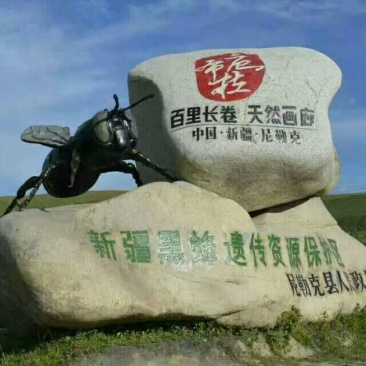 新疆尼勒克黑蜂蜂蜜