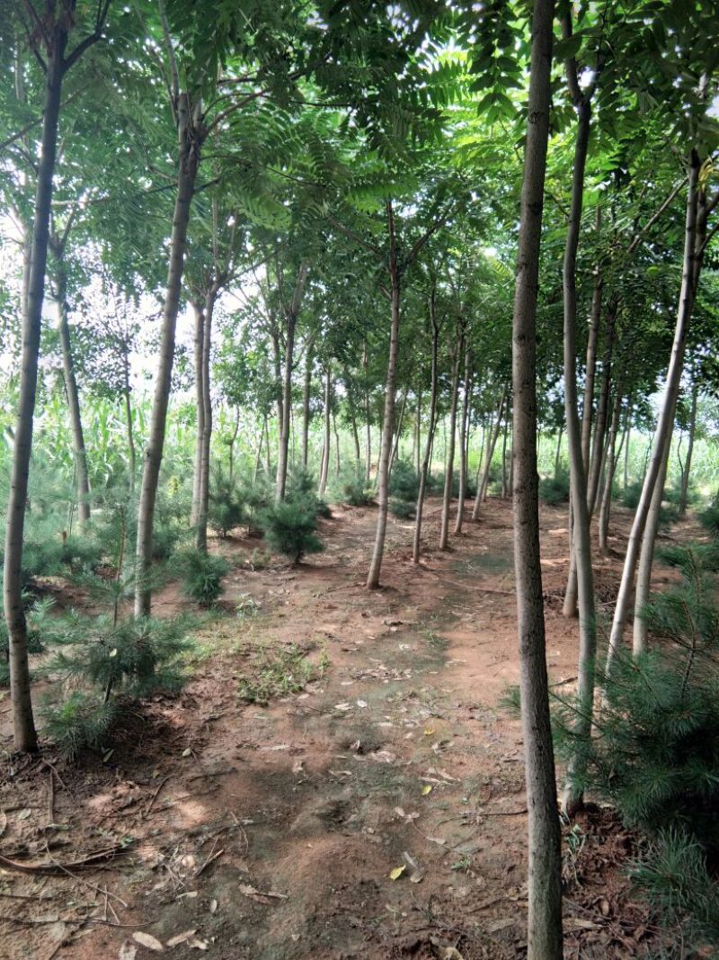 臭椿树千头椿臭椿树基地8公分臭椿树10公分臭椿树12公分