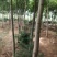 臭椿树千头椿臭椿树基地8公分臭椿树10公分臭椿树12公分