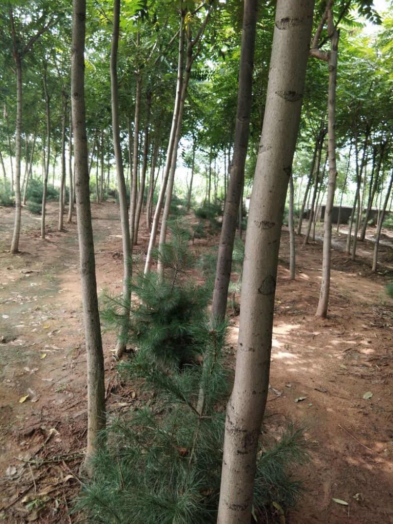 臭椿树千头椿臭椿树基地8公分臭椿树10公分臭椿树12公分