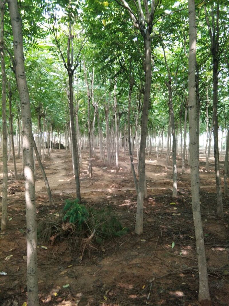 臭椿树千头椿臭椿树基地8公分臭椿树10公分臭椿树12公分
