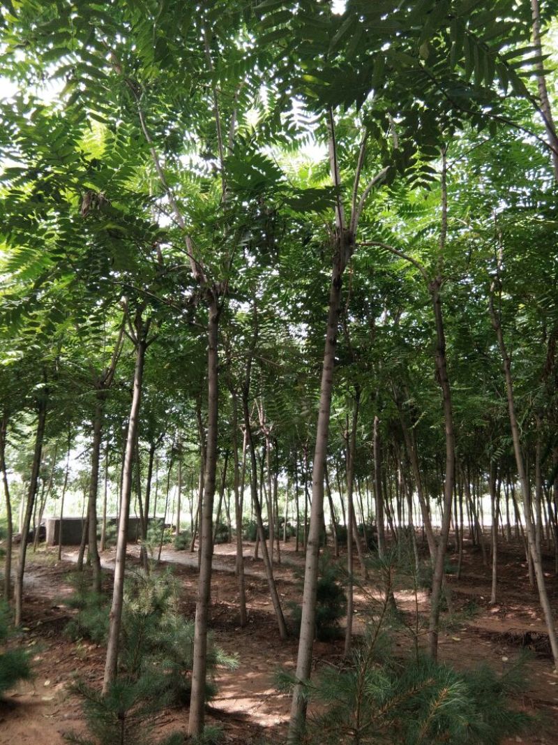 臭椿树千头椿臭椿树基地8公分臭椿树10公分臭椿树12公分