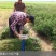 沙打旺种子牧草种子家禽牲畜喜食产量高