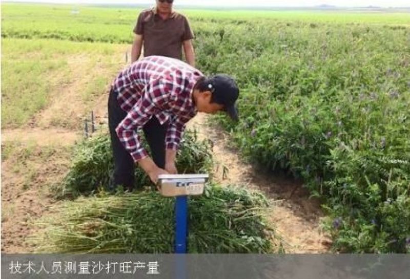 沙打旺种子牧草种子家禽牲畜喜食产量高