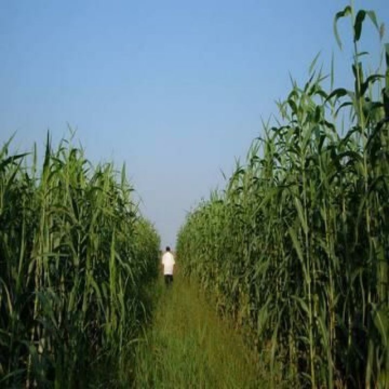 甜高粱种子牧草种子产量高发芽快可食用