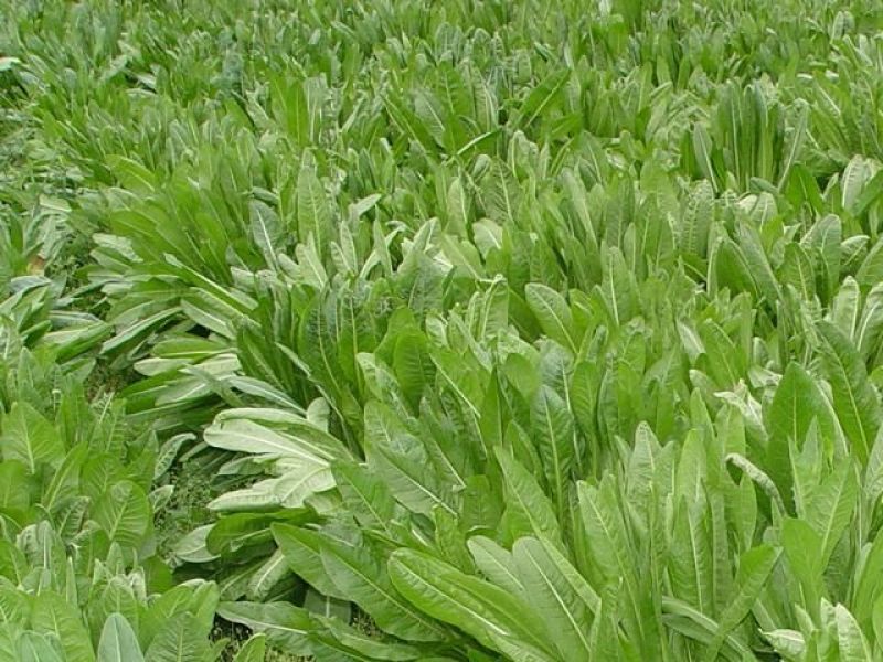 鲁梅克斯种子牧草种子牛羊马猪鸡鸭鹅都爱3-4斤/亩
