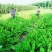 鲁梅克斯种子牧草种子牛羊马猪鸡鸭鹅都爱3-4斤/亩