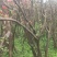 映山红