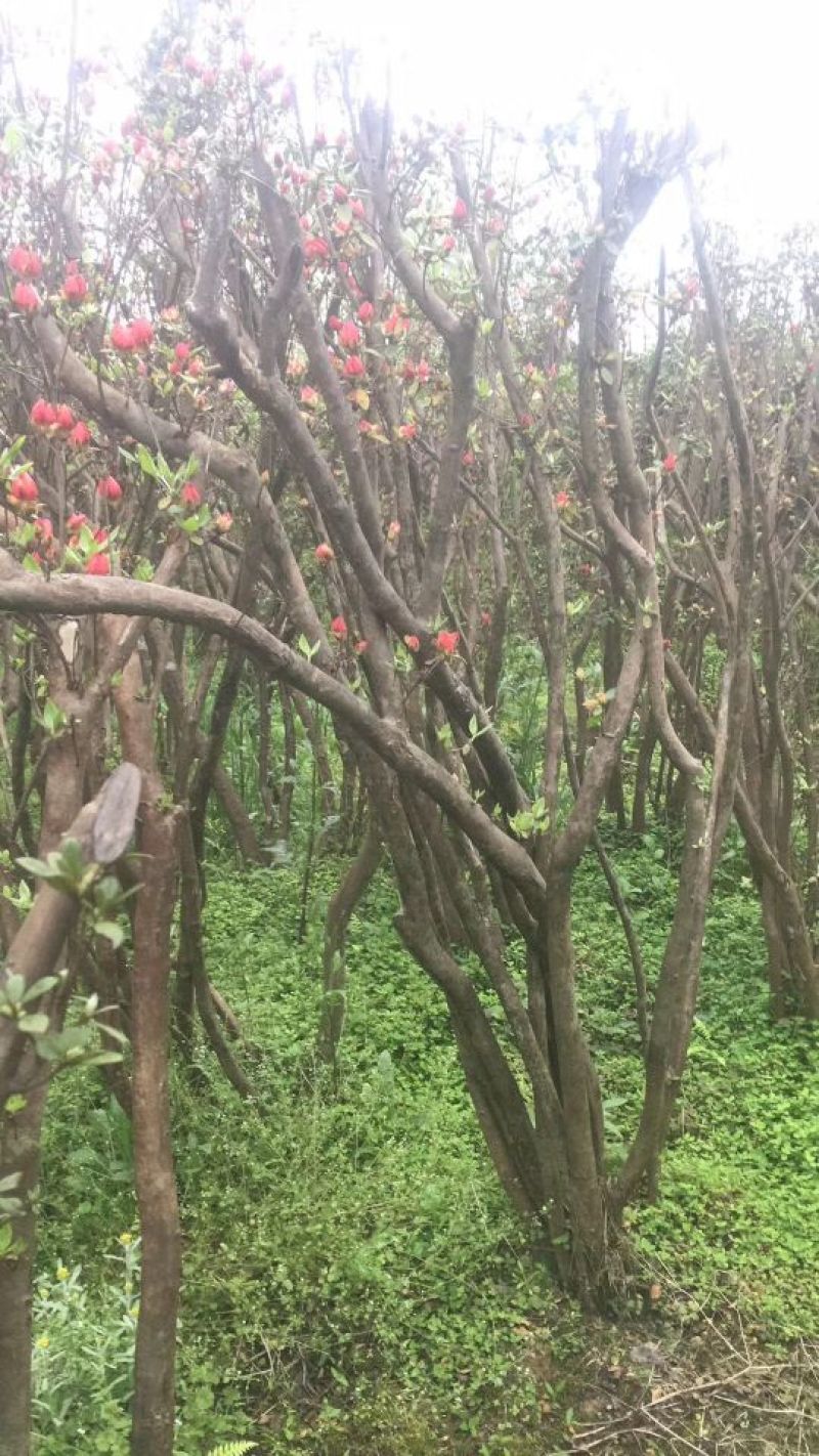 映山红