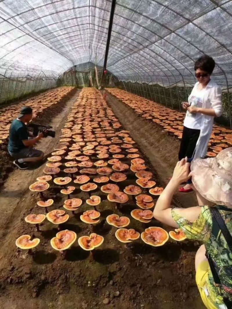 出售各种规格稻草秸秆量大从优，草料各种规格齐全