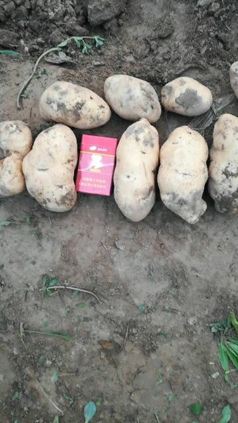 土豆，荷兰豆，品类齐全，丽暮226等，保质保量，