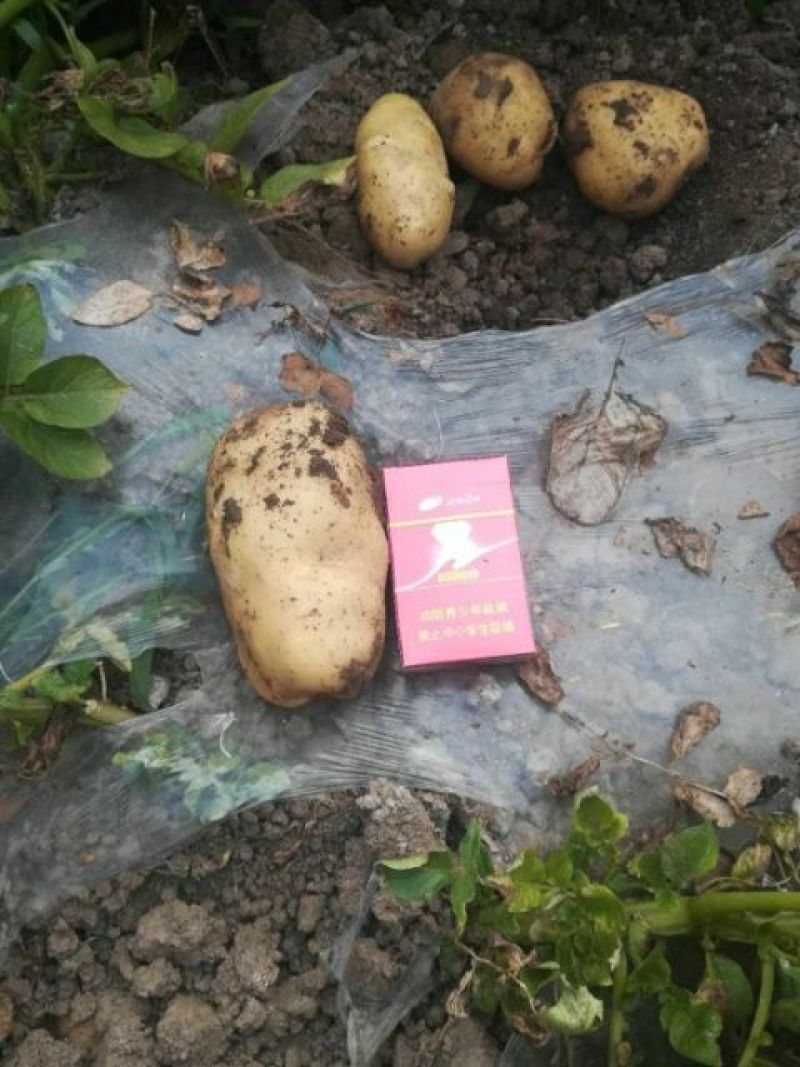 土豆，荷兰豆，品类齐全，丽暮226等，保质保量，