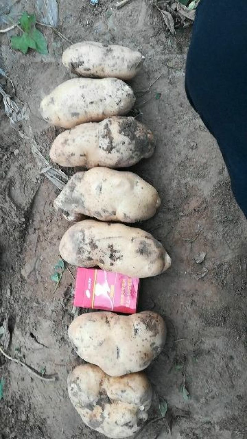 土豆，荷兰豆，品类齐全，丽暮226等，保质保量，