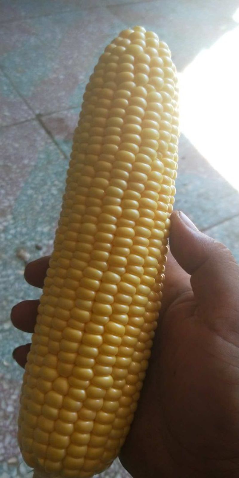 水果玉米和糯玉米