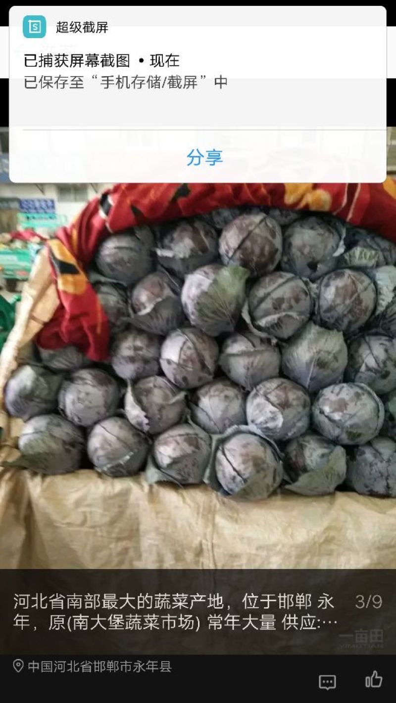 紫甘兰，精品紫甘兰，卡撒罗