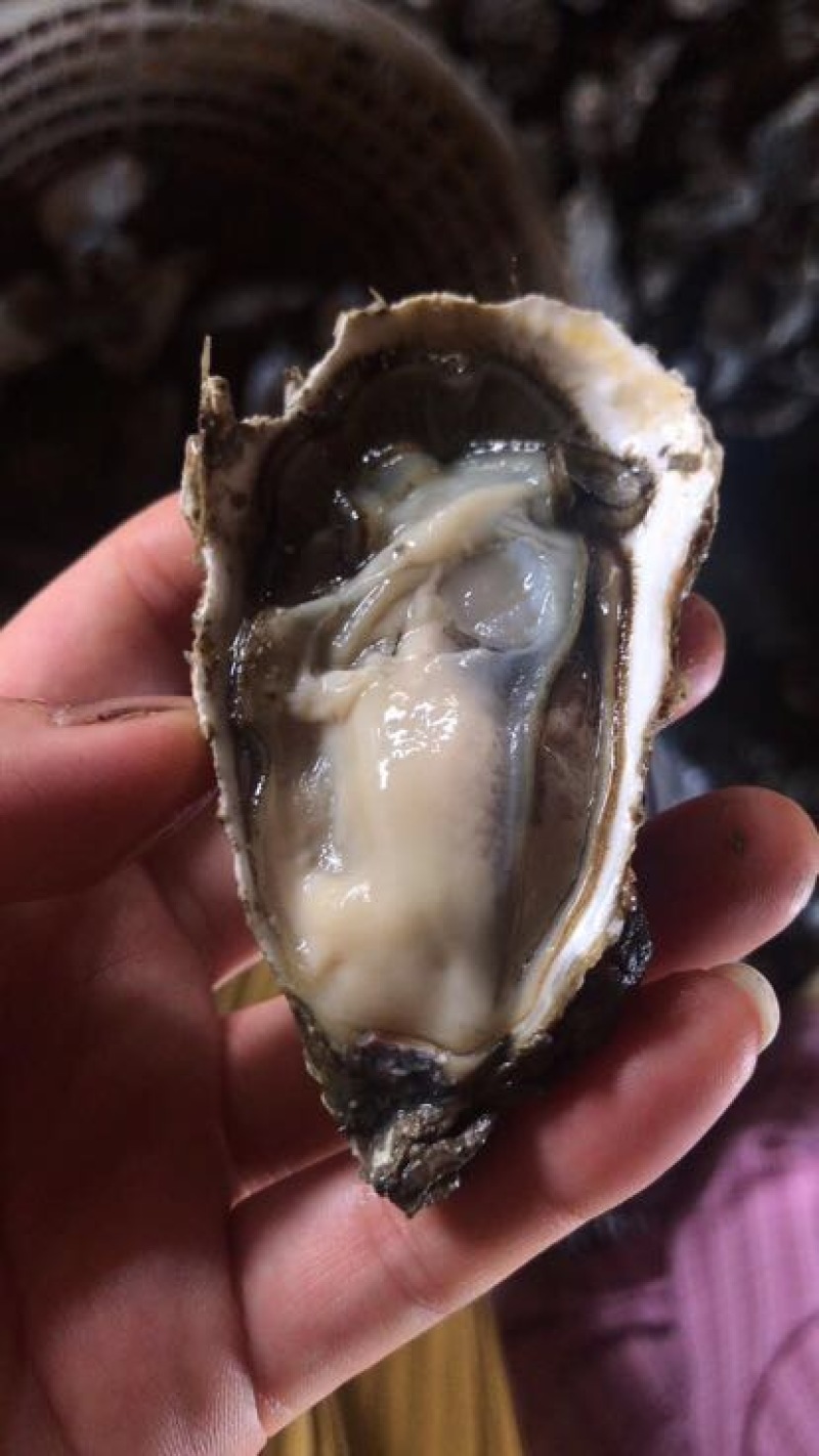 牡蛎人工养殖鲜活牡蛎，当天上货当天出